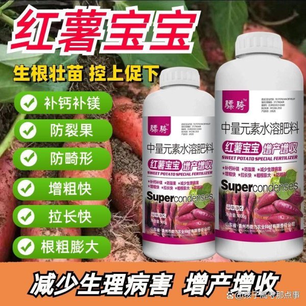 升富策略 红薯种植难题破解：从“裂果小薯”到“硕大丰收”成农友首选？