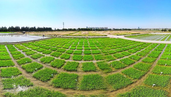 贝格富配资 氨基酸叶面肥选购指南：5大品牌深度解析与避坑技巧