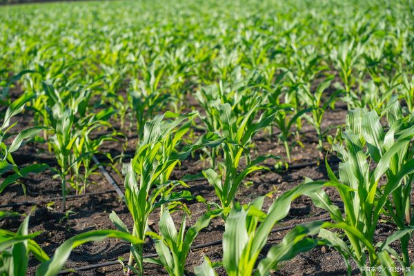 兴盛网 天利禾6009玉米种子适合山东地区种植吗？